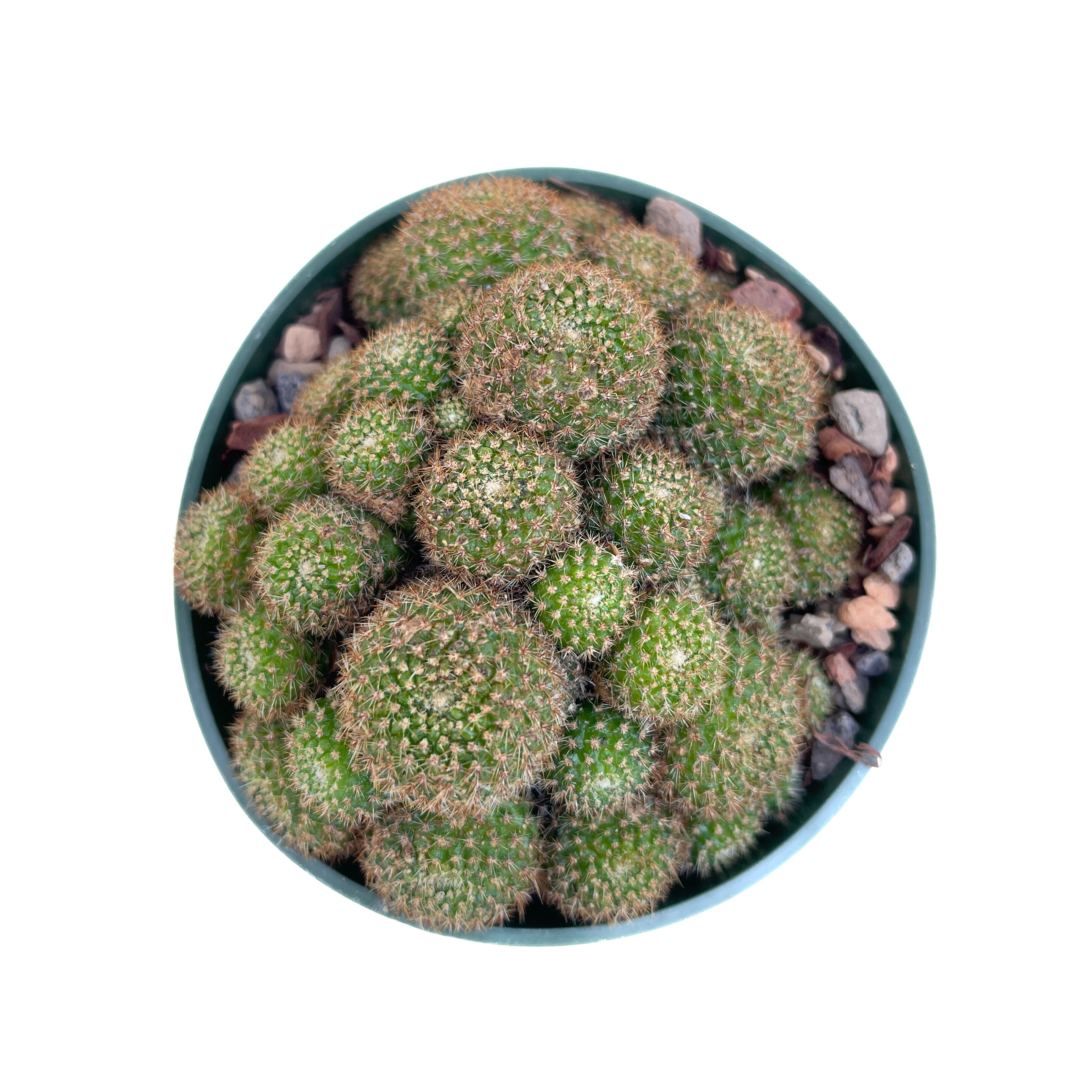 Diameter Plants Aylostera perplexa - Thumbnail 2