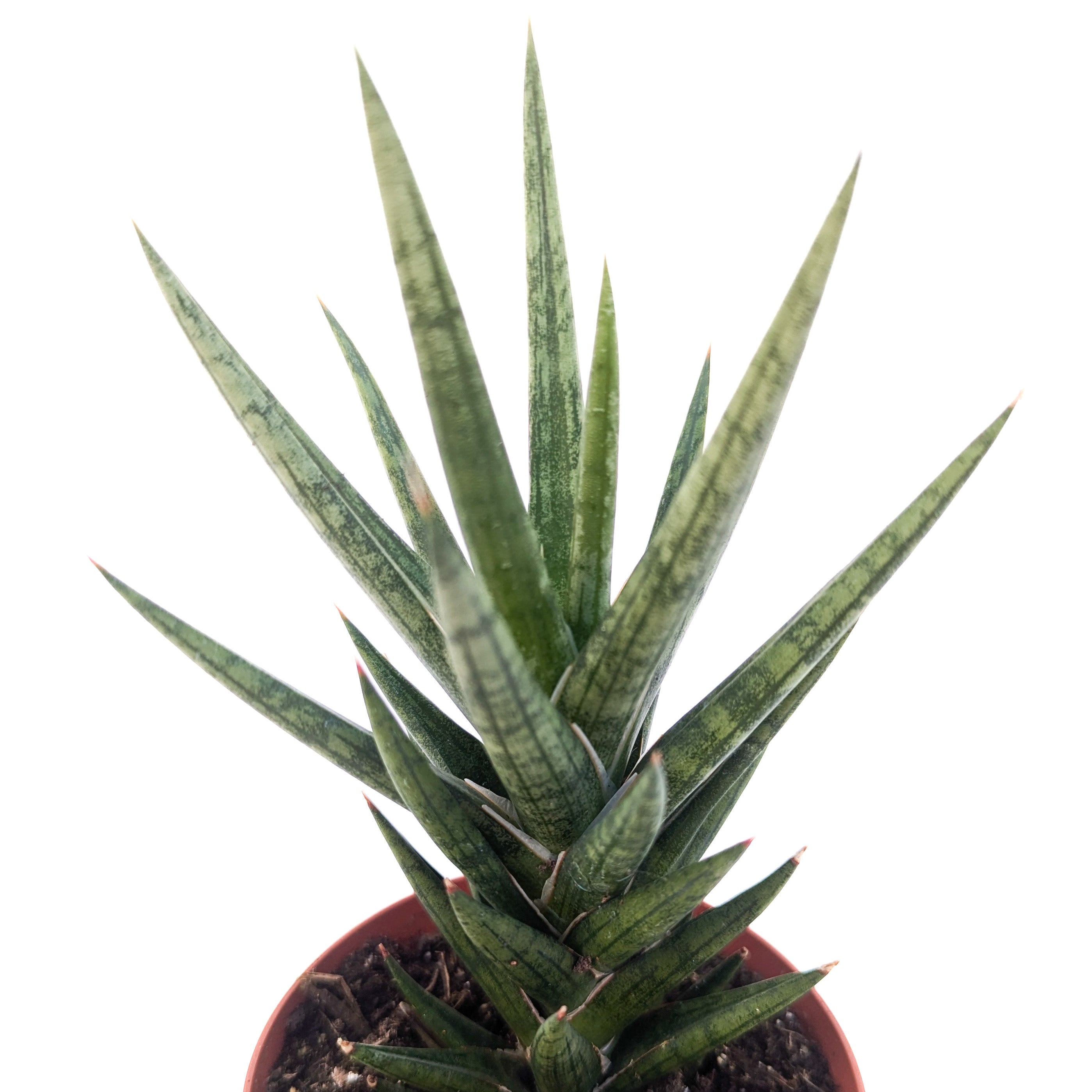 Sansevieria francisii - Thumbnail 2