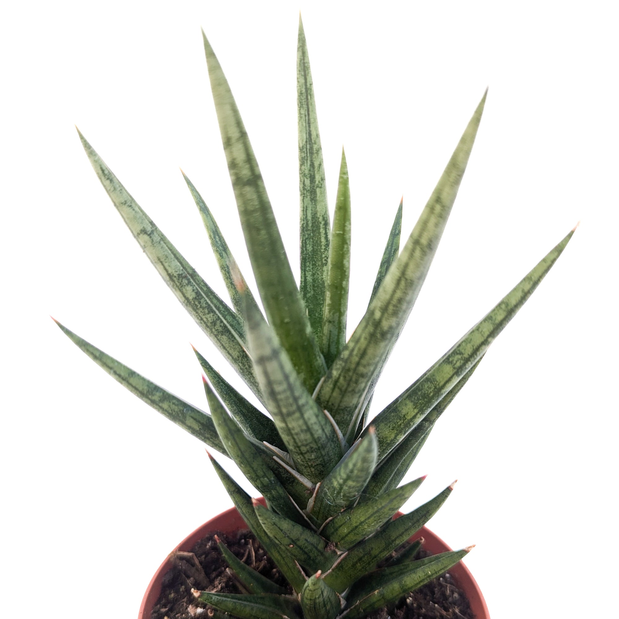 sansevieria francisii common name Sansevieria francisii