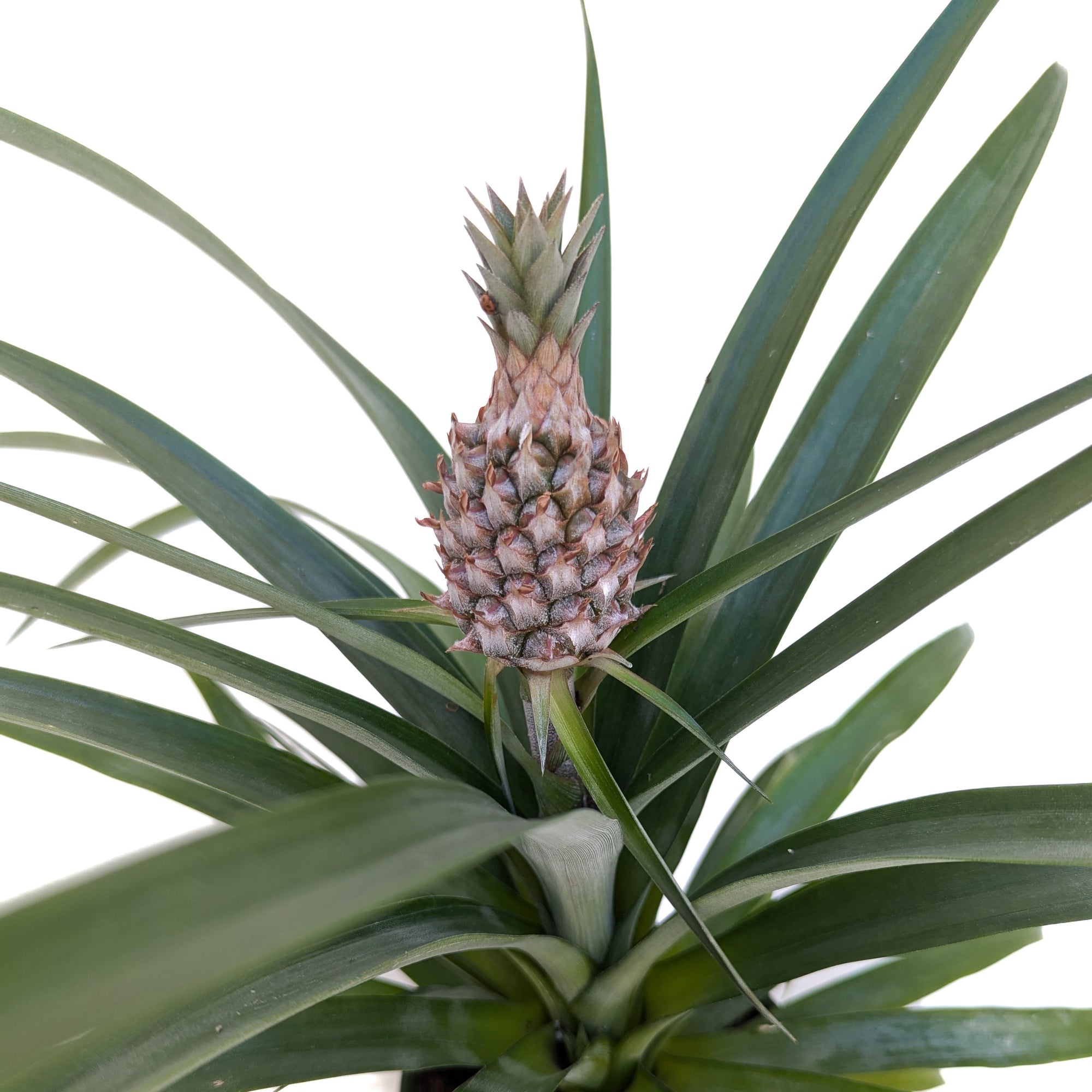 pineapple plant ananas comosus Ananas comosus (Pineapple) – Diameter Plants
