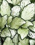 Fittonia albivenis 'White Anne'