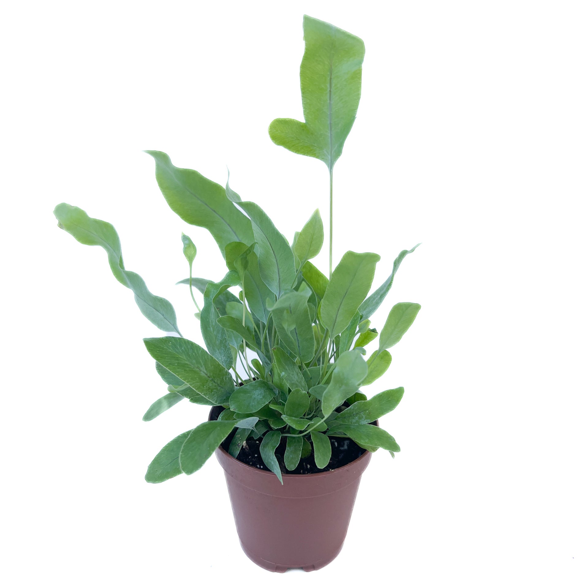 polypodium aureum 'blue star' fern Phlebodium aureum (Blue Star Fern) – Diameter Plants