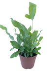 Phlebodium aureum (Blue Star Fern)