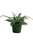 Struthiopteris spicant (Deer Fern)