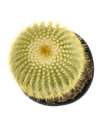 Parodia leninghausii (Golden Ball Cactus)
