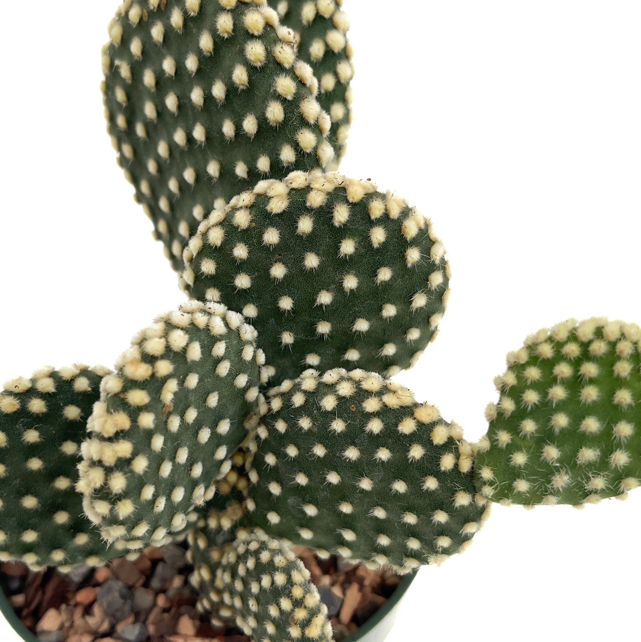 Diameter Plants Opuntia microdasys - Thumbnail 3