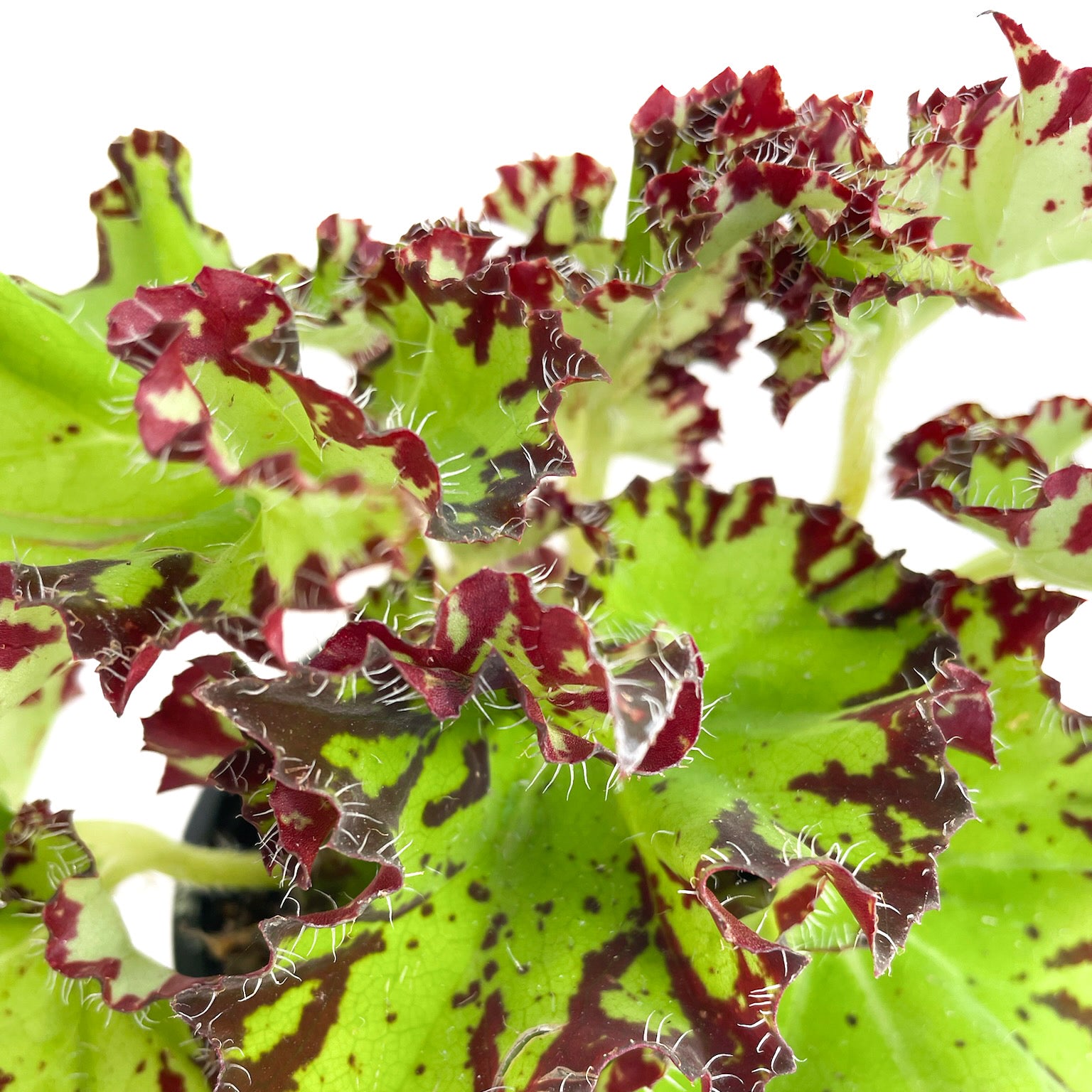 Begonia rex &#39;Rondeau&#39;