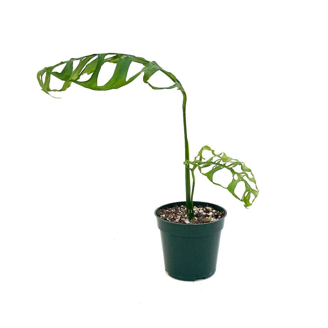 Monstera obliqua 'Peru' - Thumbnail 2