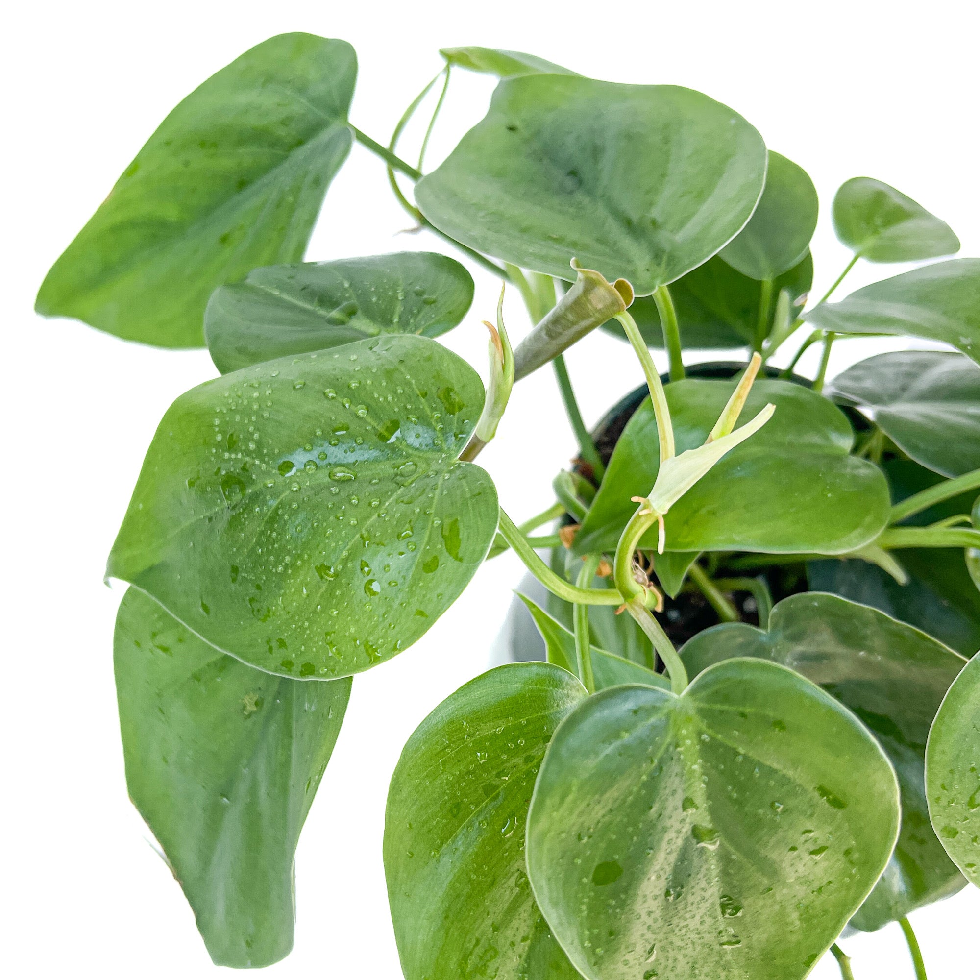 philodendron cordatum hardiness zone Philodendron hederaceum – Diameter Plants
