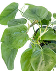 Philodendron hederaceum