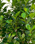 Ficus microcarpa 'Moclame'