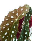 Begonia maculata