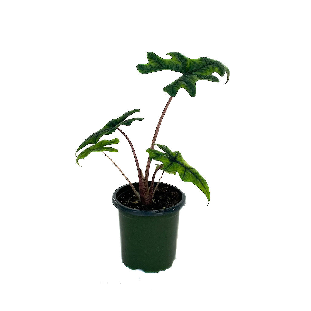 Alocasia sulawesi - Thumbnail 2