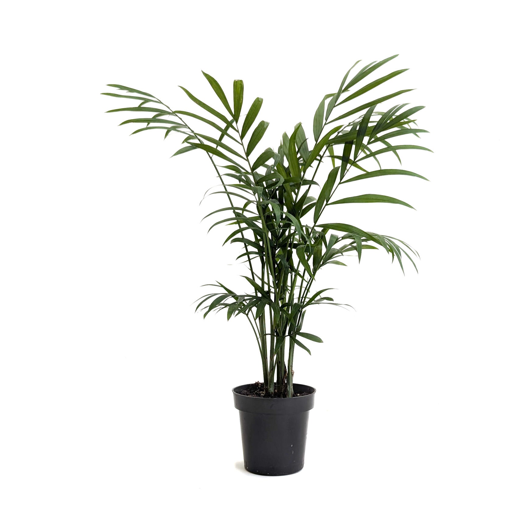 Chamaedorea elegans (Parlor Palm)