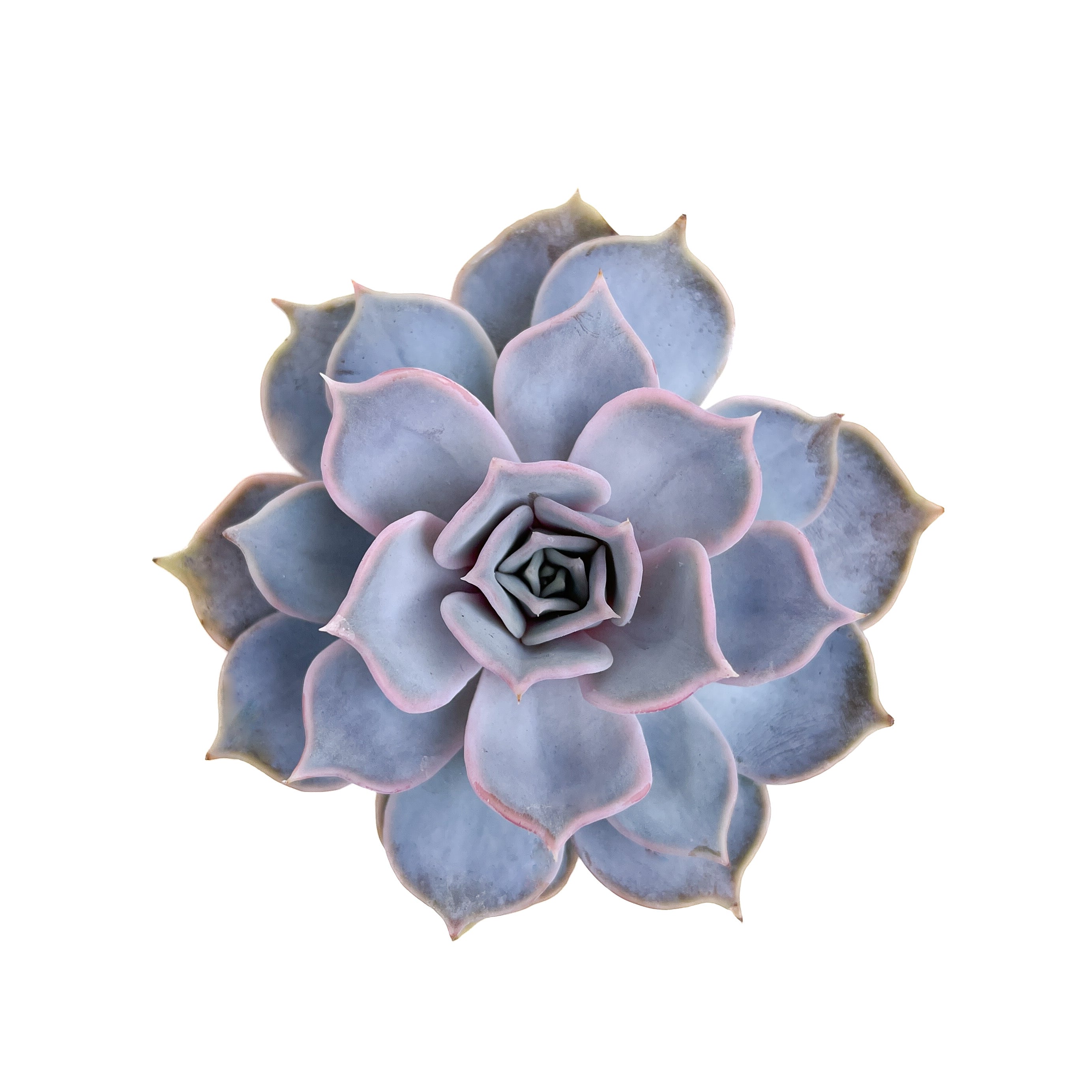 Echeveria (Assorted) – Diameter Plants