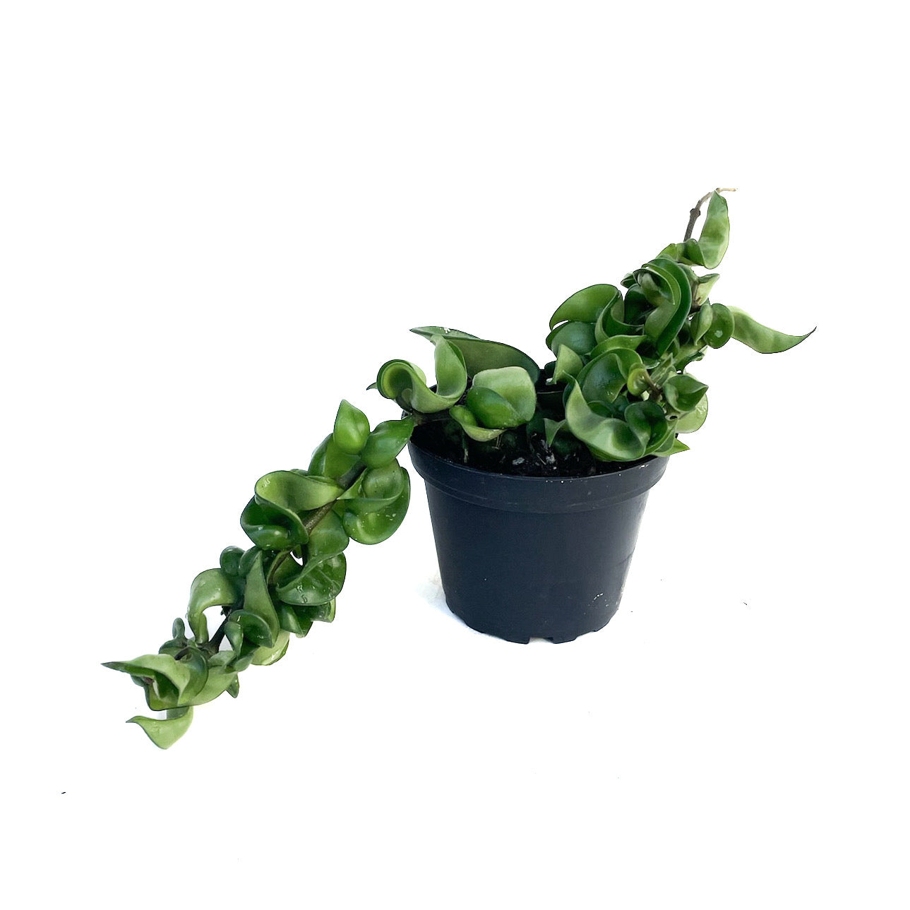 Hoya carnosa 'Compacta' (Hindu Rope) - Thumbnail 2