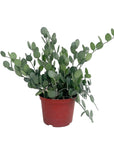 Xerosicyos danguyi (Silver Dollar Vine)