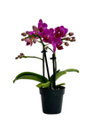 Phalaenopsis (Assorted Orchid)