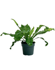 Asplenium nidus (Bird's Nest Fern)