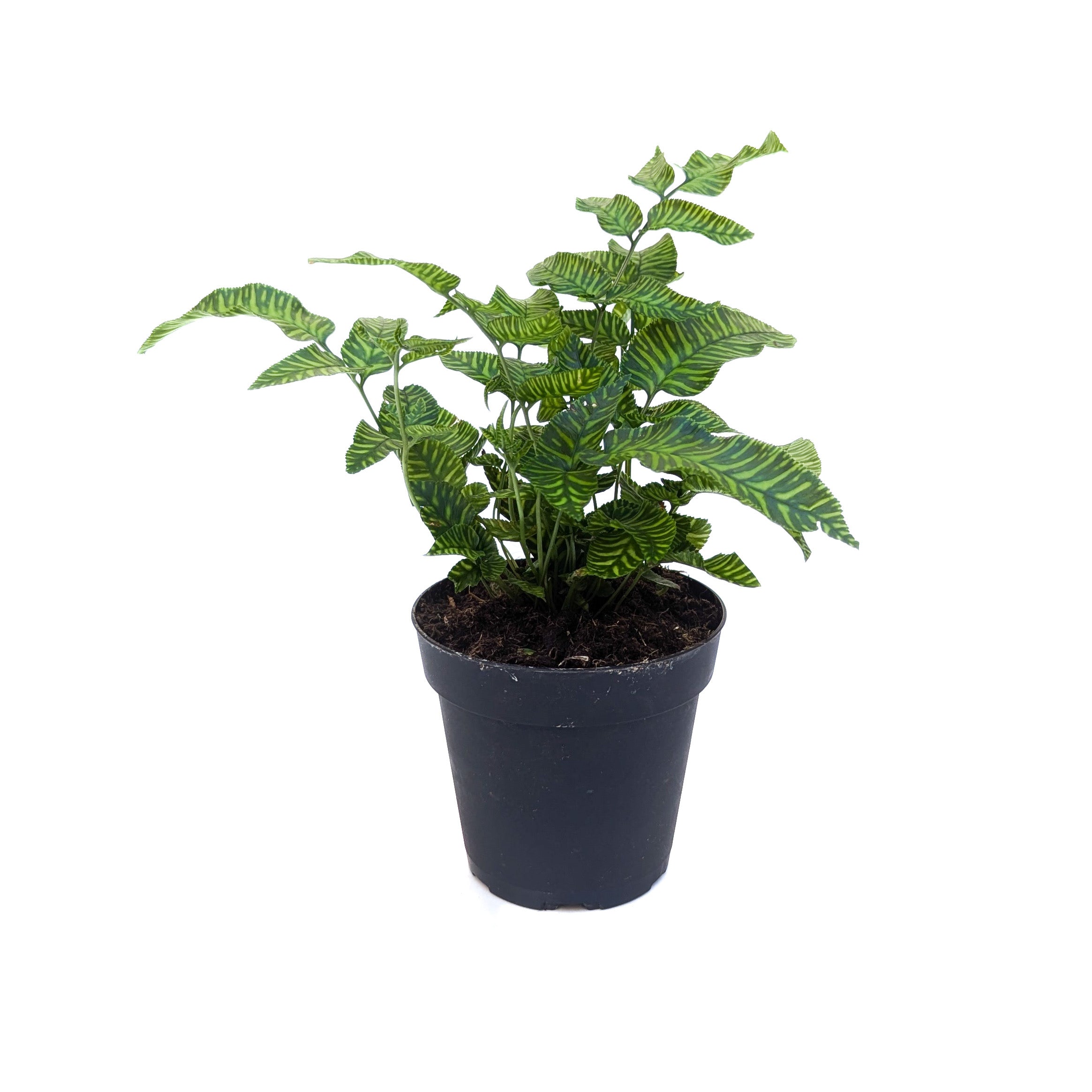 Coniogramme emeiensis 'Golden Zebra' Striped Bamboo Fern