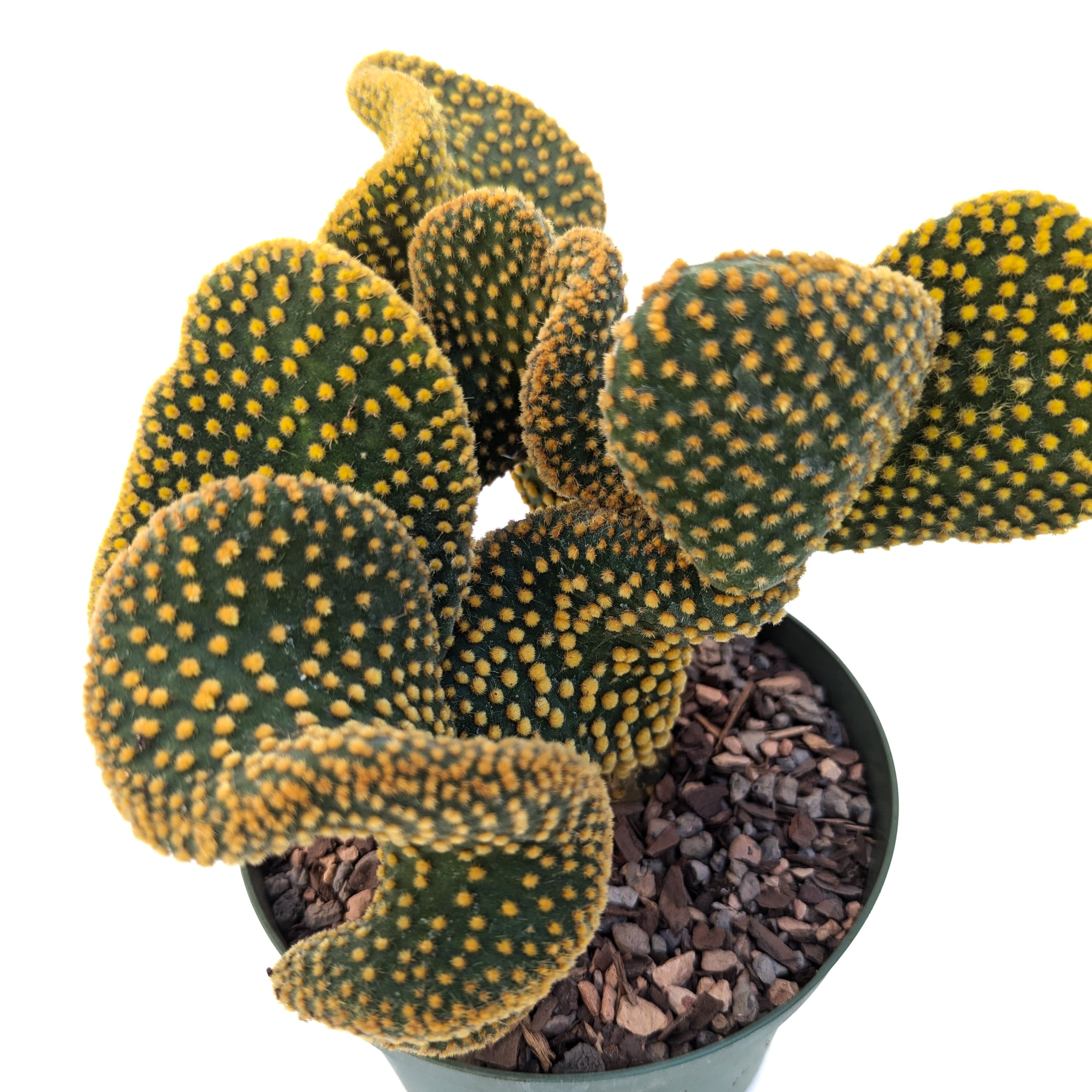 Opuntia microdasys 'Monstrose' (Golden Swirl) – Diameter Plants