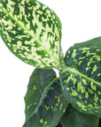 Dieffenbachia seguine 'Reflector'