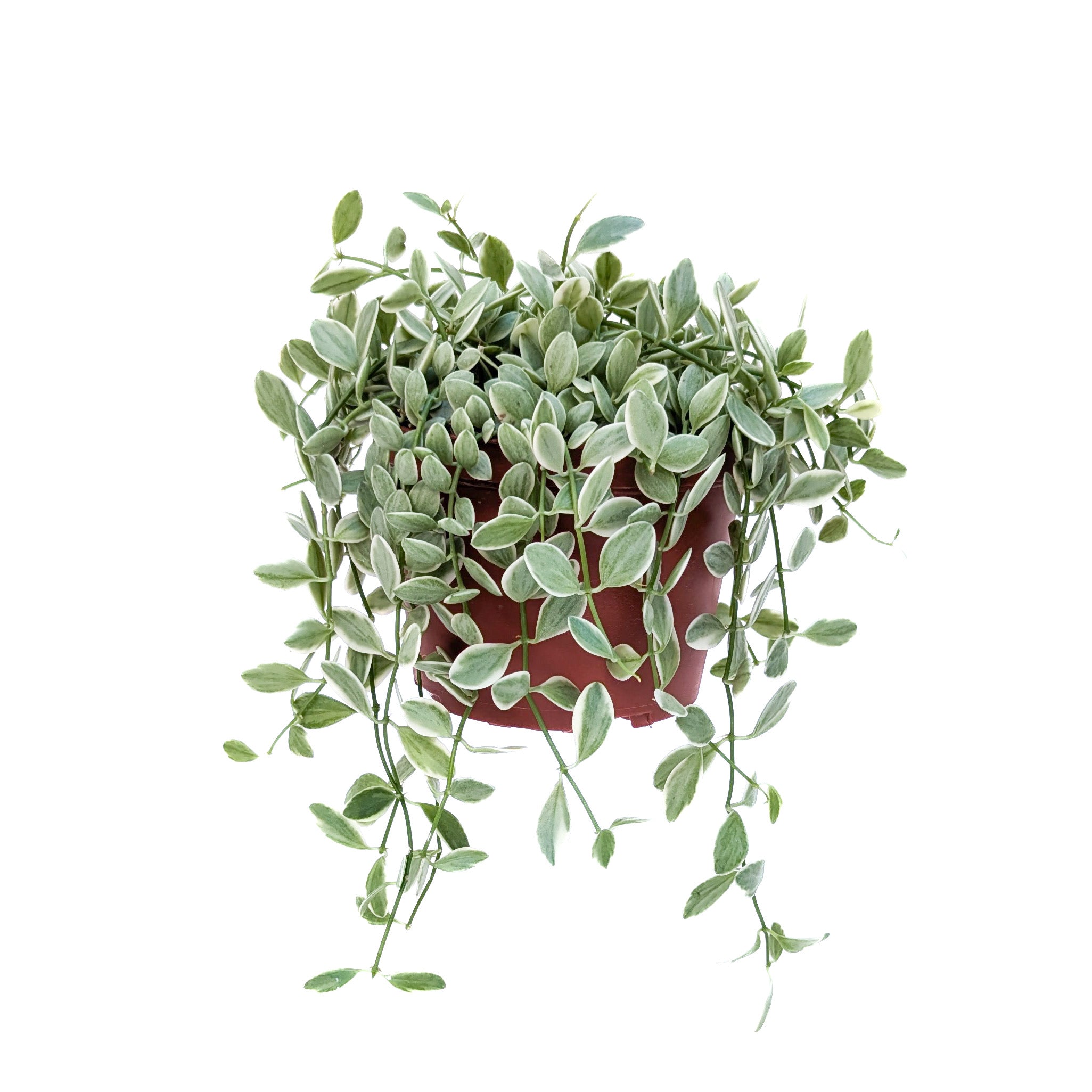 Dischidia oiantha 'Variegata'