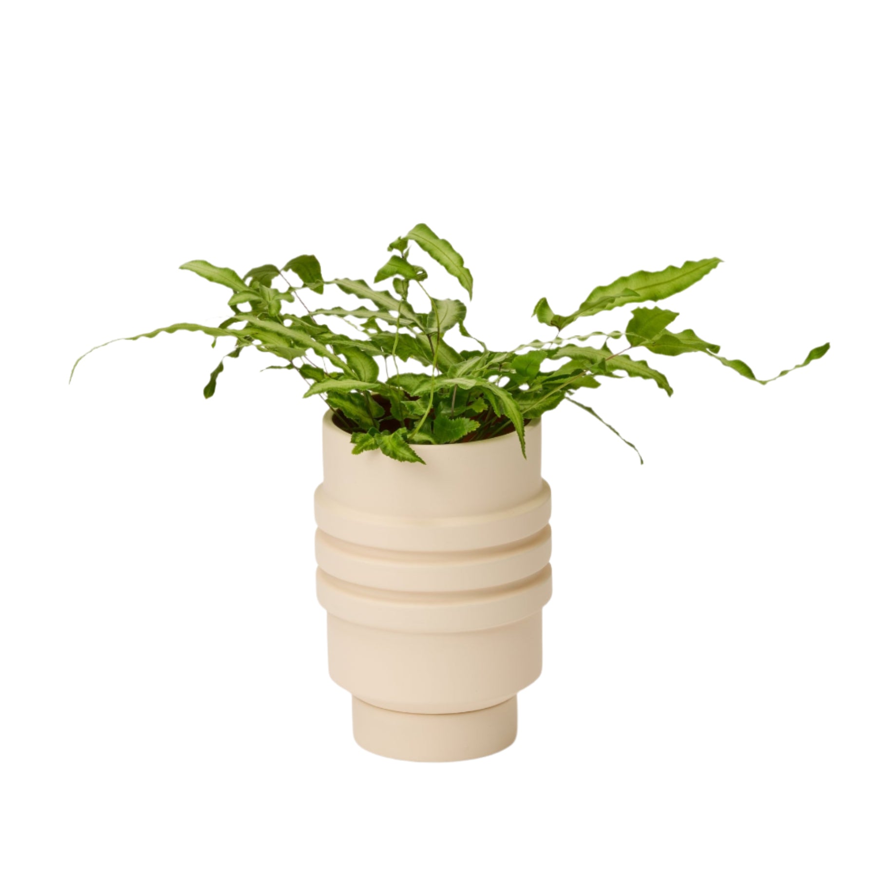 Strata Plant Vessel - Thumbnail 4