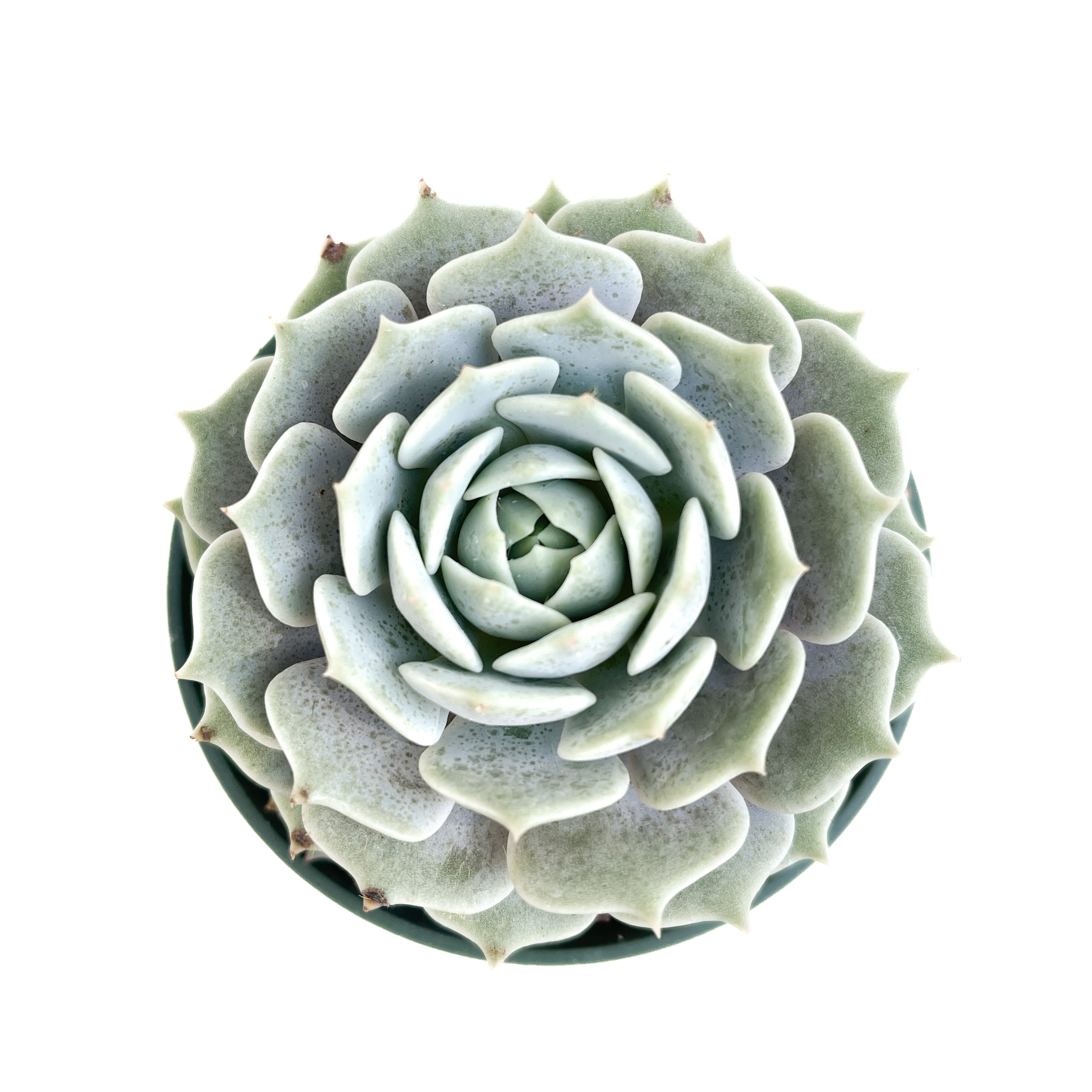 Echeveria (Assorted) – Diameter Plants