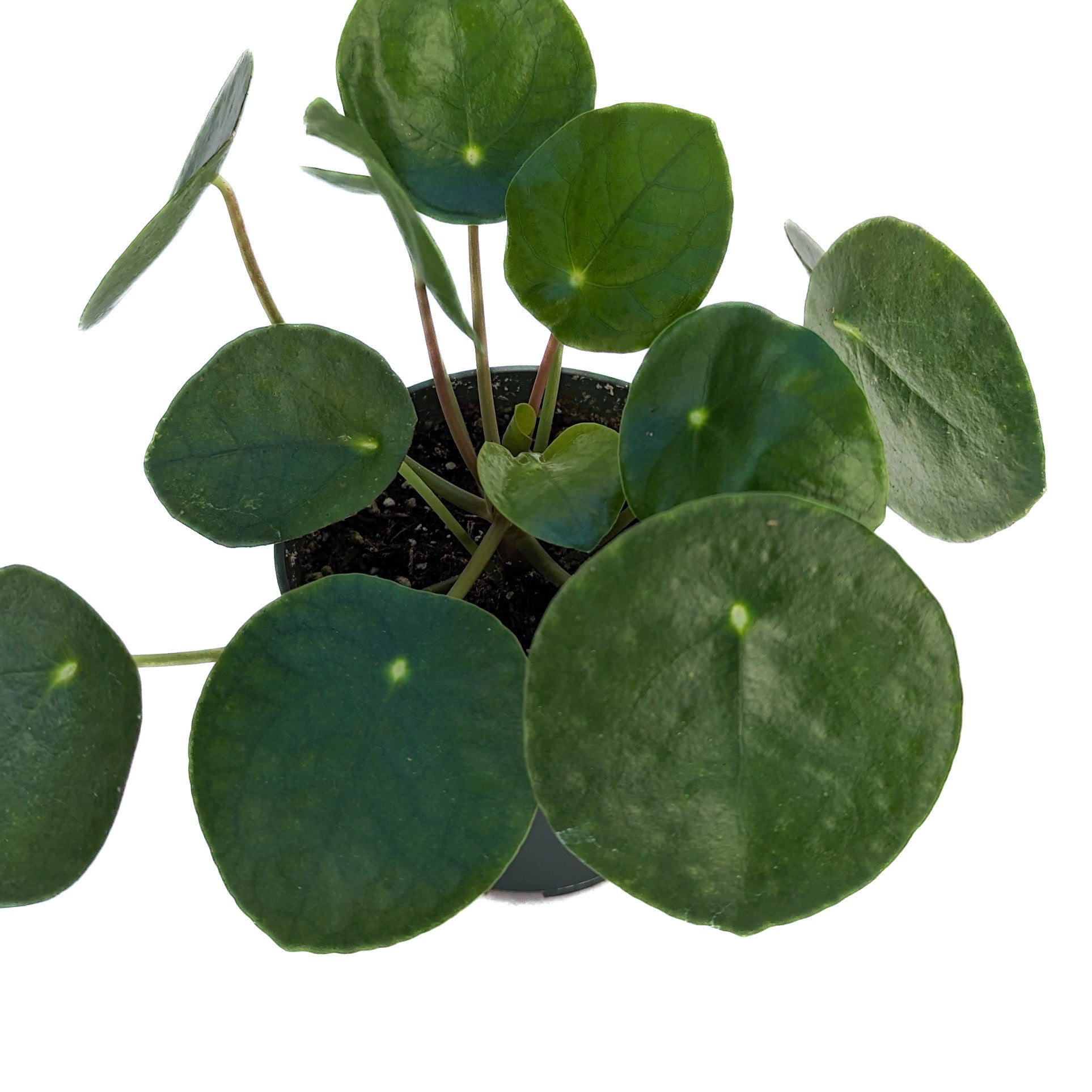Pilea peperomioides - Thumbnail 2