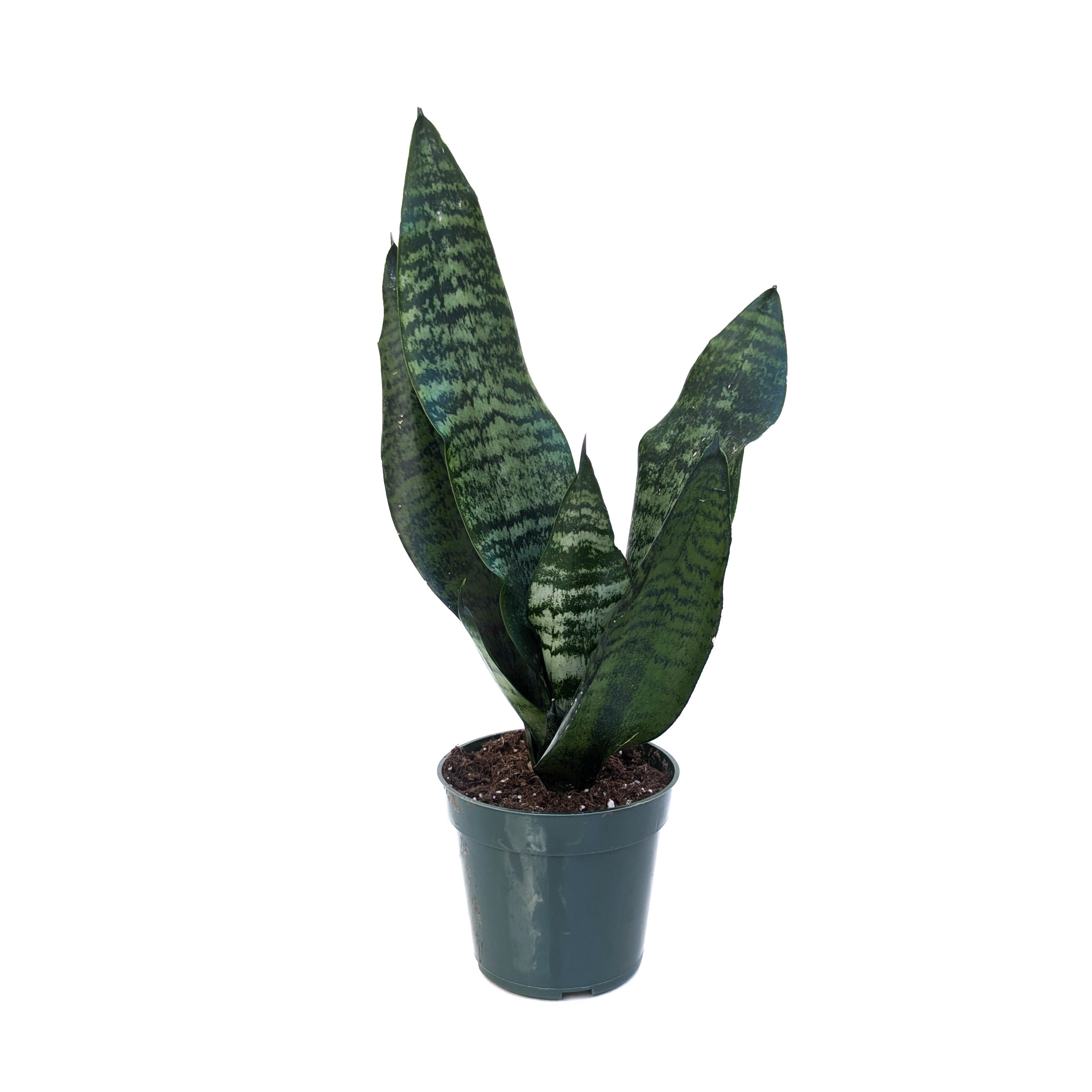 Sansevieria zeylanica - Thumbnail 2