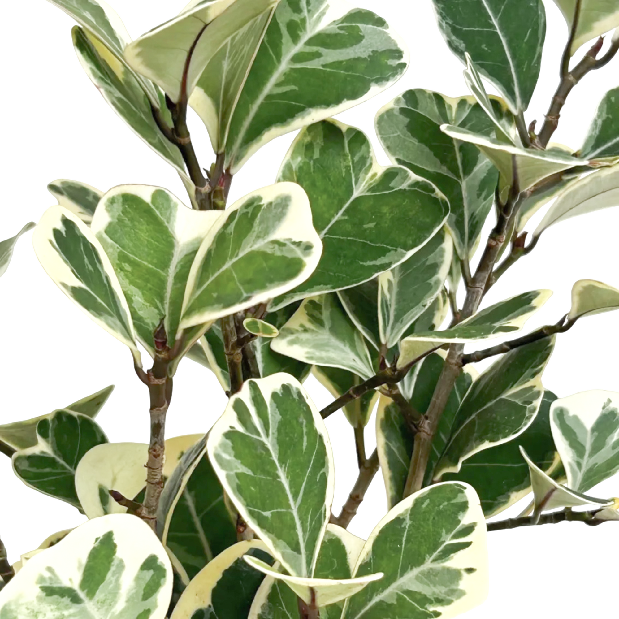 Ficus triangularis 'Variegata'