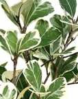 Ficus triangularis 'Variegata'
