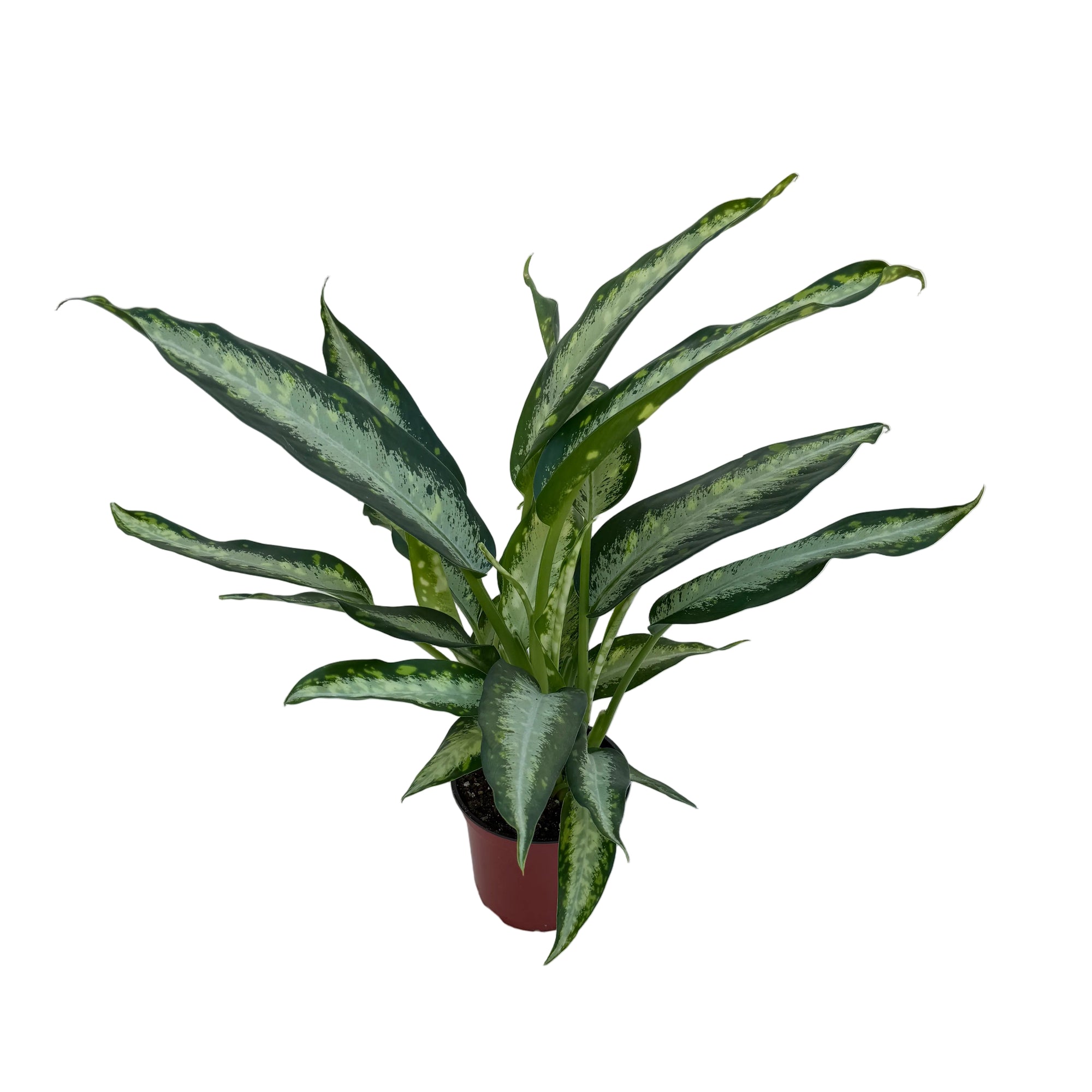 Dieffenbachia seguine 'Panther'