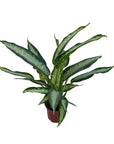 Dieffenbachia seguine 'Panther'