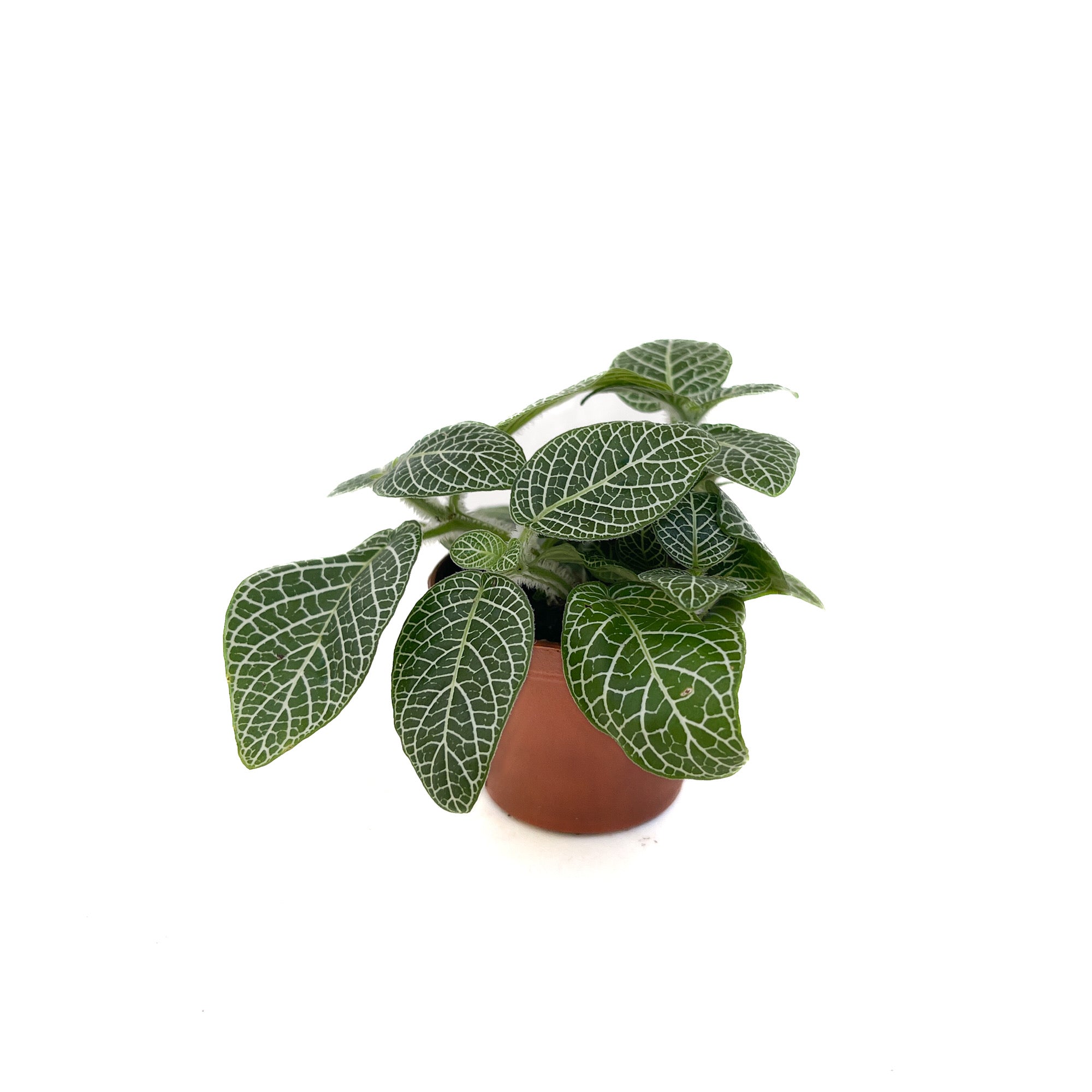 Fittonia albivenis (Nerve Plant) - Thumbnail 2