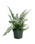 Nephrolepis exaltata 'Fluffy Ruffles'