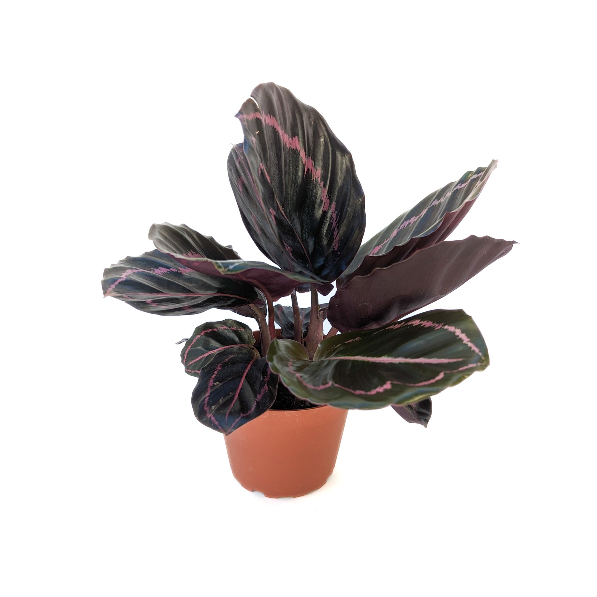 Goeppertia roseopicta 'Dottie'