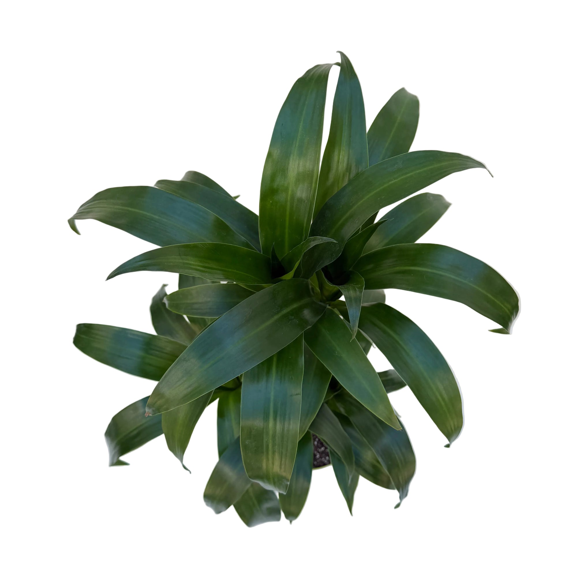 Dracaena 'Black Beauty'