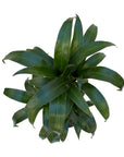 Dracaena 'Black Beauty'