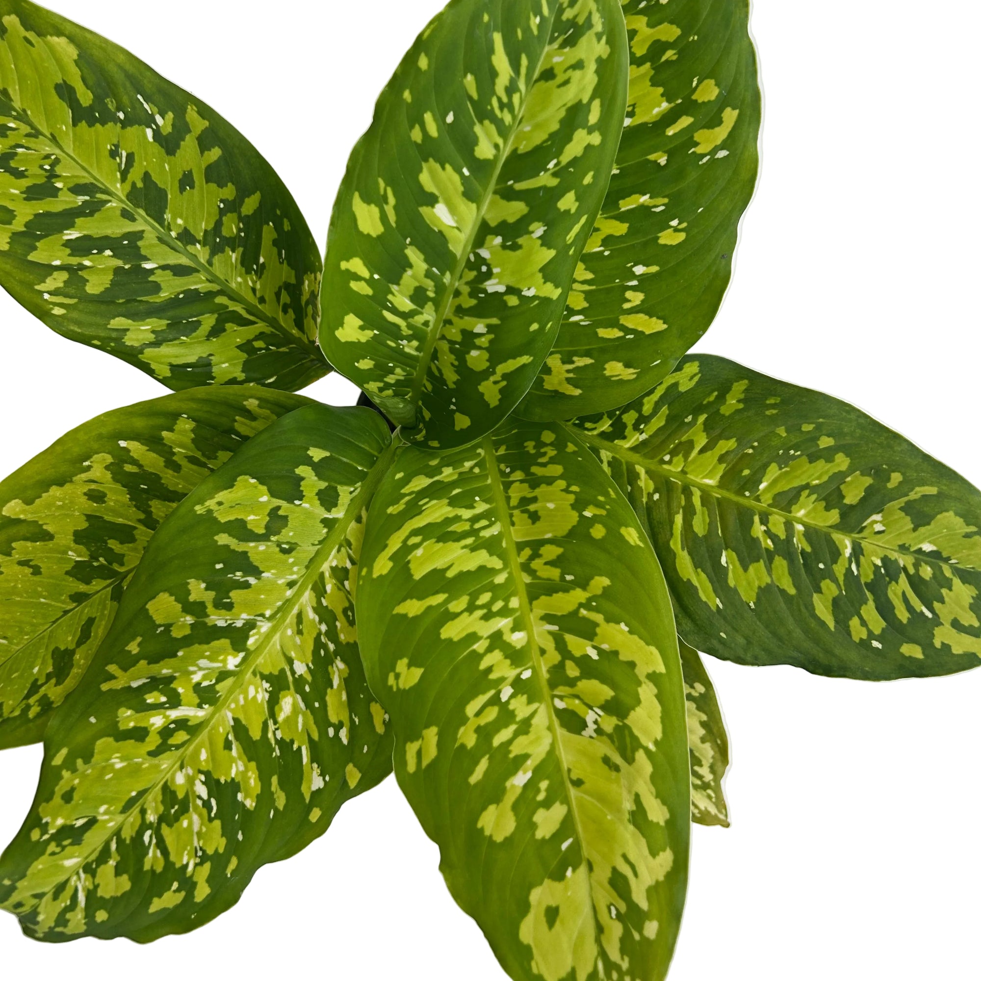 Dieffenbachia seguine 'Military'