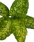Dieffenbachia seguine 'Military'
