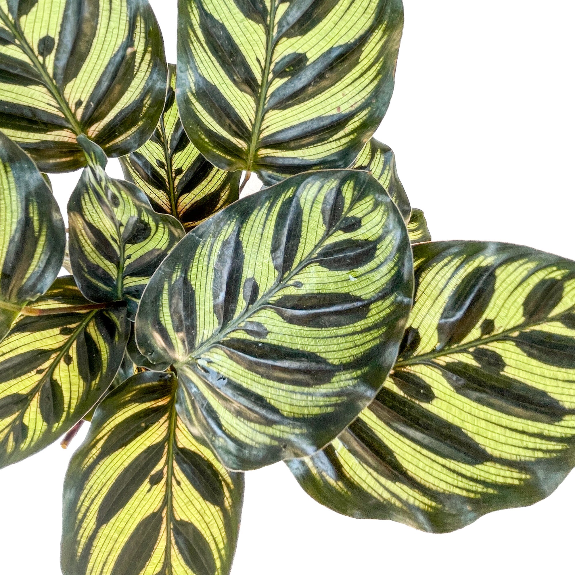 Goeppertia makoyana (Peacock Plant) - Thumbnail 3