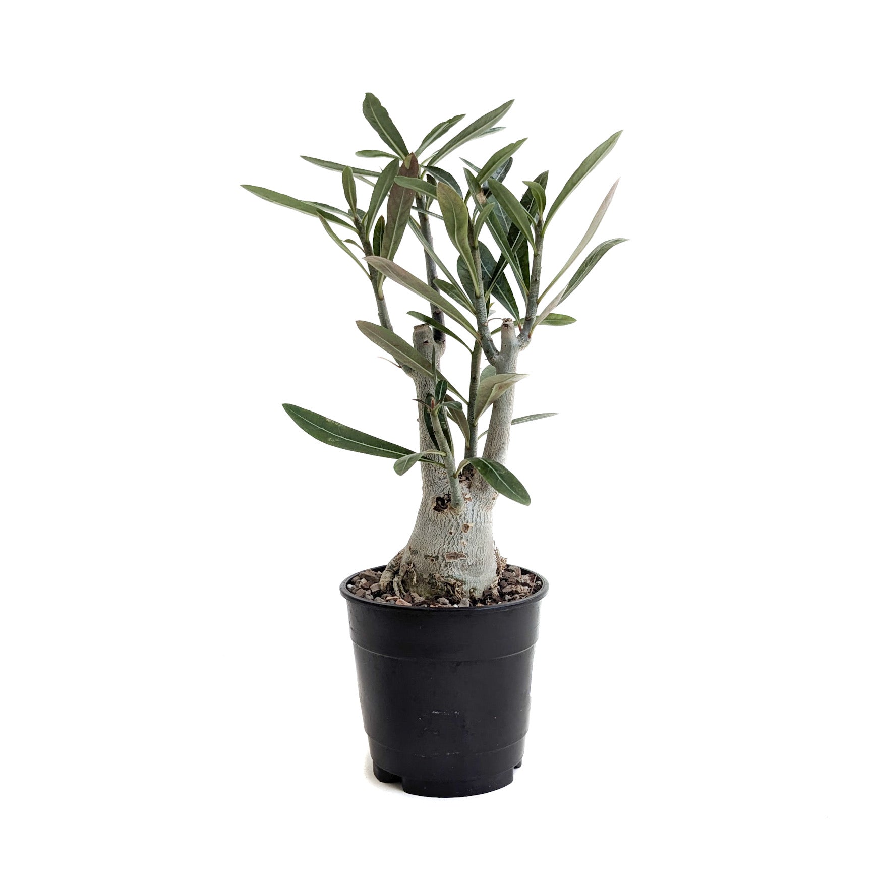 Adenium obesum (Desert Rose)