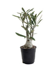 Adenium obesum (Desert Rose)