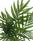 Chamaedorea elegans (Parlor Palm)