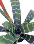 Vriesea 'Splenriet' (Flaming Sword)