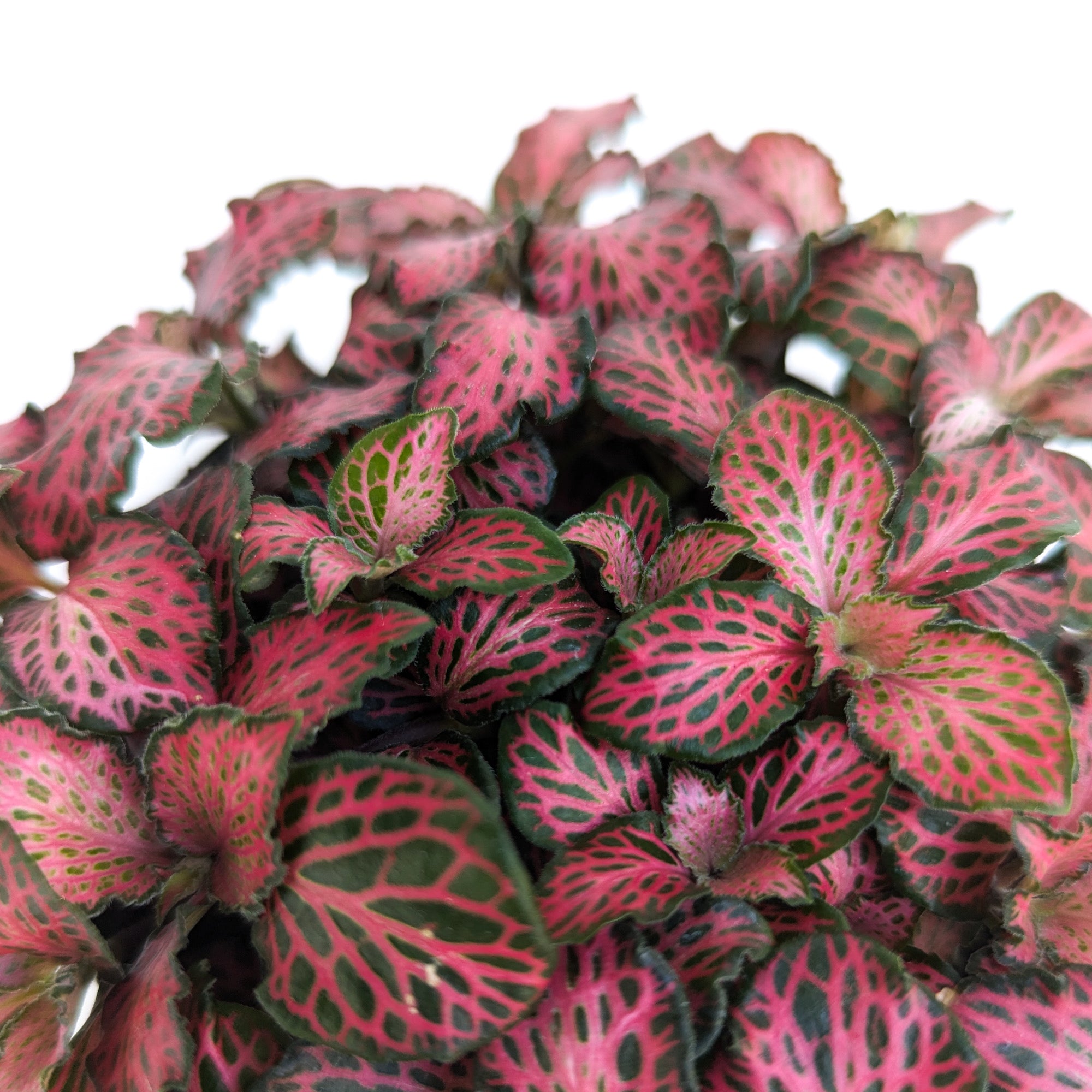 Fittonia ‘Red Star’