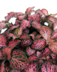 Fittonia ‘Red Star’