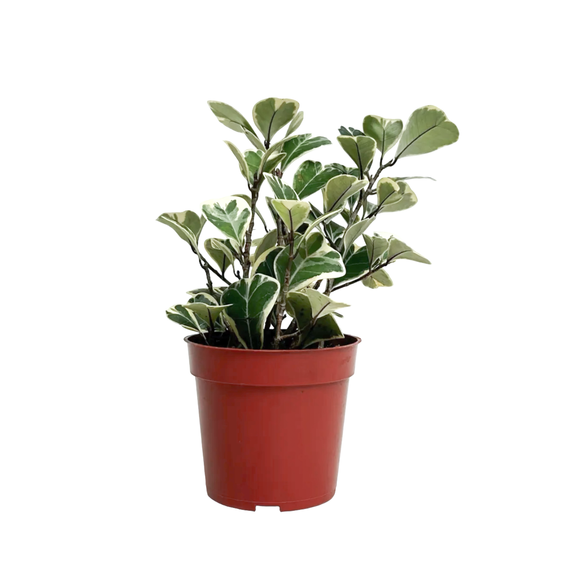 Ficus triangularis 'Variegata'
